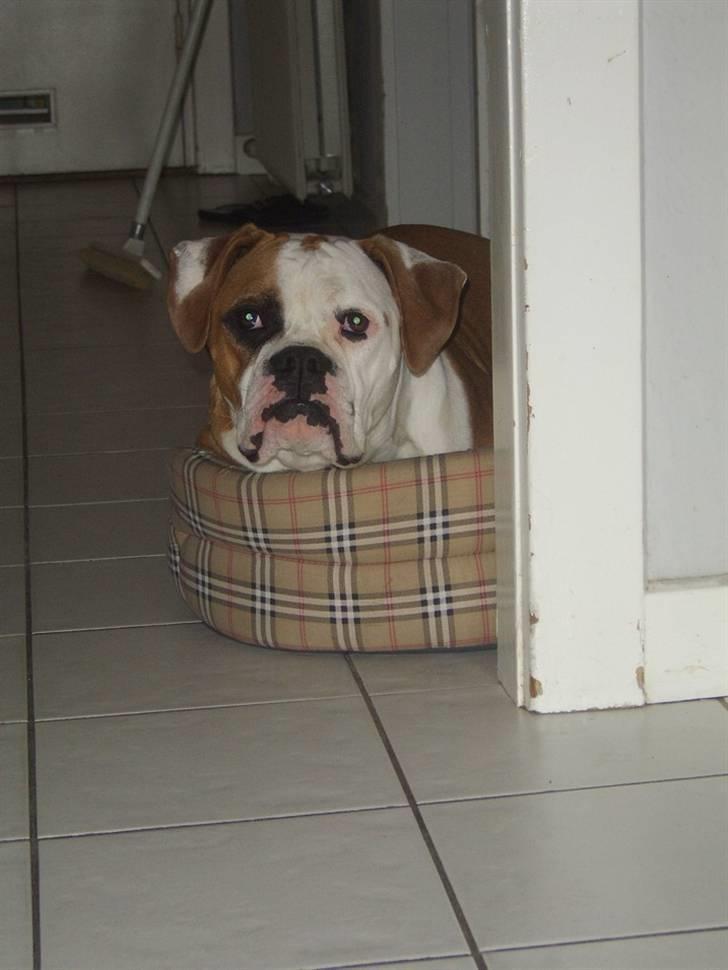 Amerikansk bulldog Ida aka Amagerpigen f. billede 18