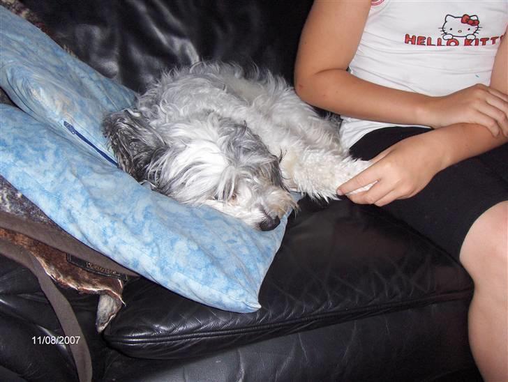 Chinese crested hårløs Power puff  -  Mie Molse  - Nååårh hun sover !  billede 2