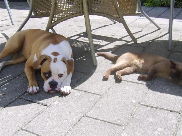 Amerikansk bulldog Ida aka Amagerpigen f. billede 19