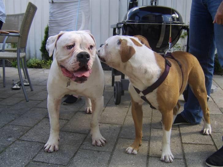 Amerikansk bulldog Ida aka Amagerpigen f. - Ida og brormand Dougnut billede 20