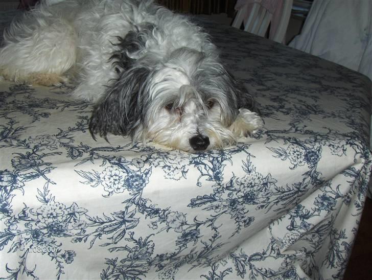 Chinese crested hårløs Power puff  -  Mie Molse  - Må man ligge der ? :)  billede 4