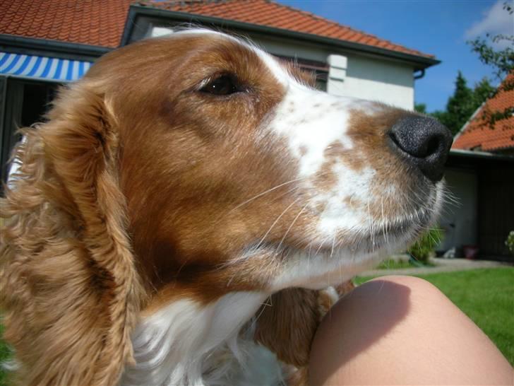 Welsh springer spaniel Debbie <33 - 9.  billede 9