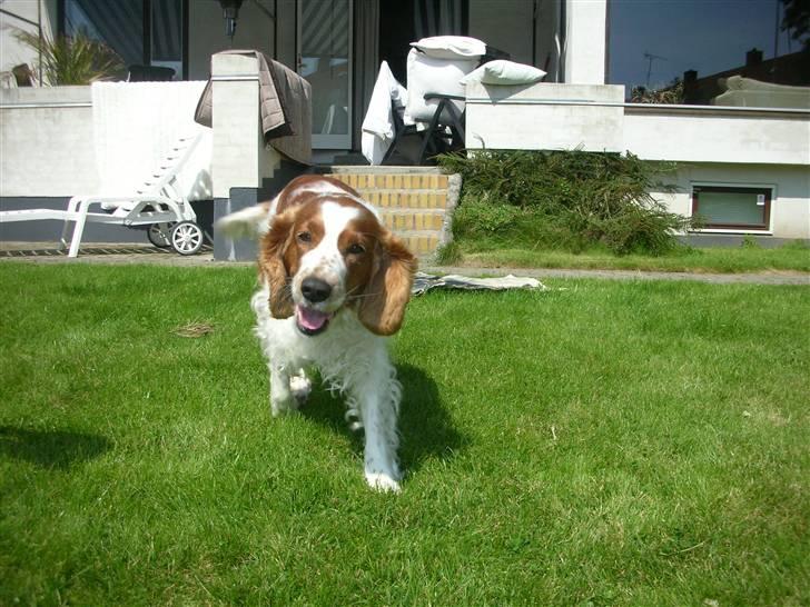 Welsh springer spaniel Debbie <33 billede 10