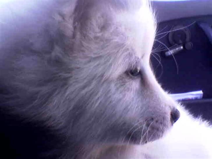 Samojedhund Mimmi billede 3