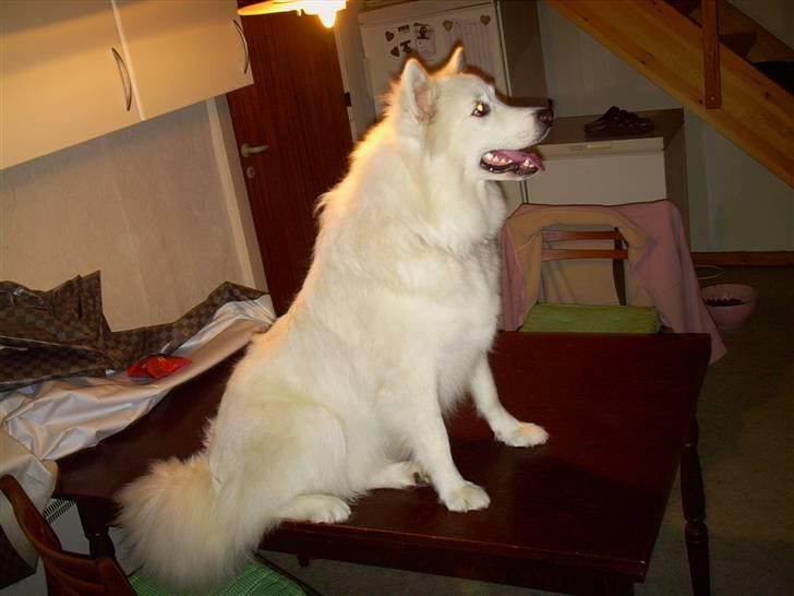 Samojedhund Mimmi billede 4