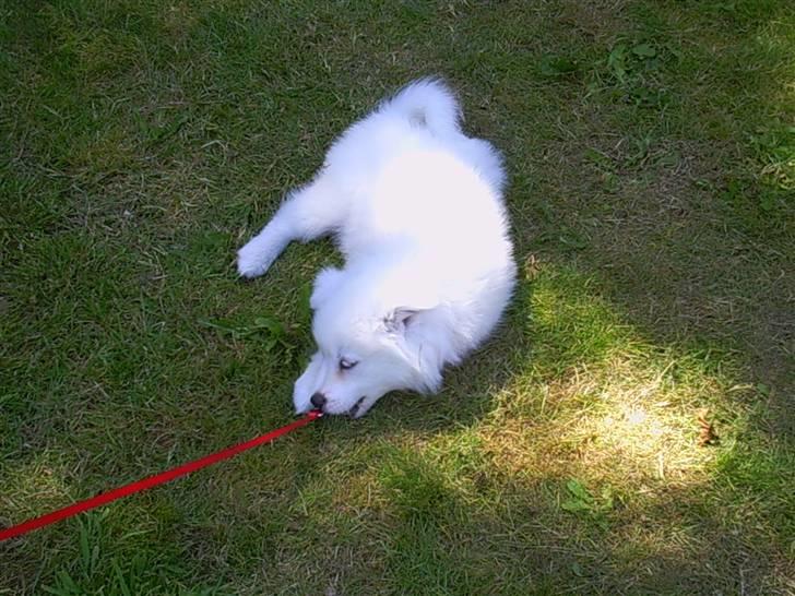 Samojedhund Mimmi billede 5