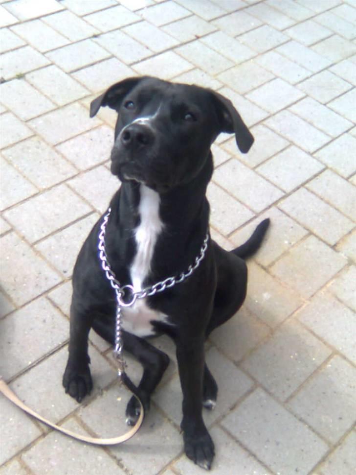 Amerikansk staffordshire terrier Bindi  billede 1