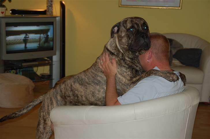 Bullmastiff  Anno " vi savner dig" billede 9