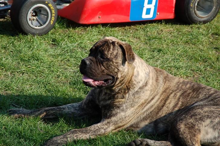 Bullmastiff  Anno " vi savner dig" billede 10