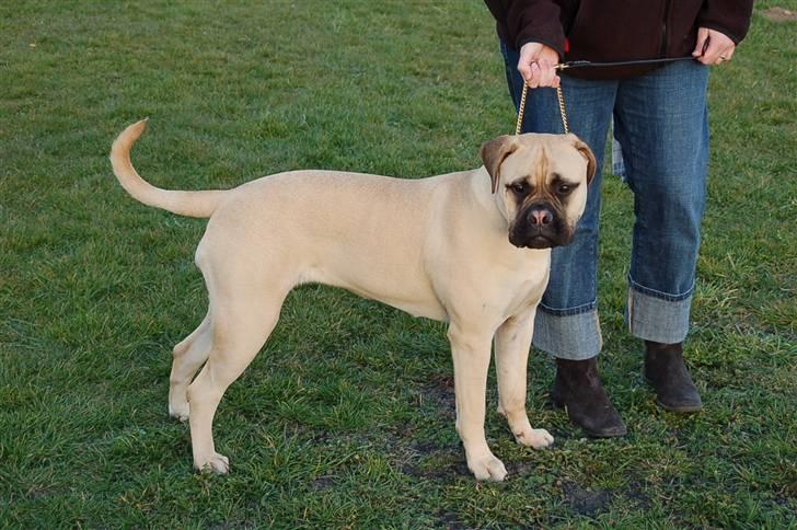 Bullmastiff Bullsaint's afra  billede 10
