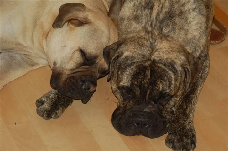 Bullmastiff Bullsaint's afra  billede 11