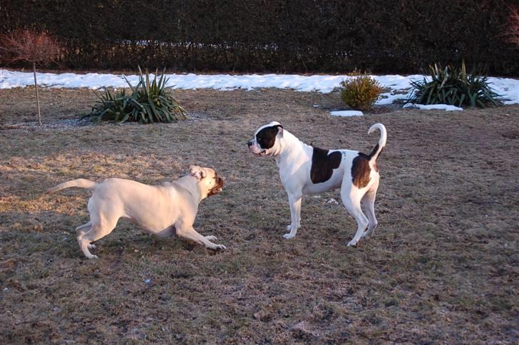 Bullmastiff  Danish Lilo billede 10