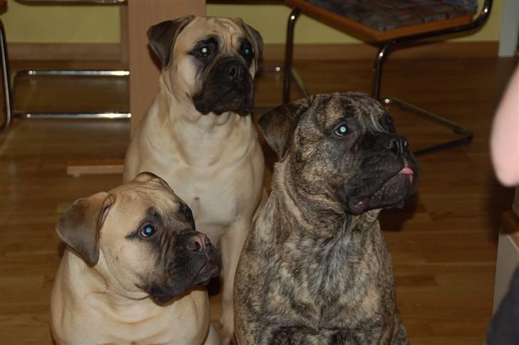 Bullmastiff  Danish Lilo billede 11