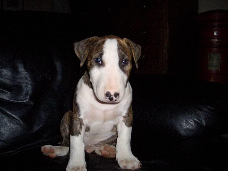 Bullterrier Ecko c",) billede 18