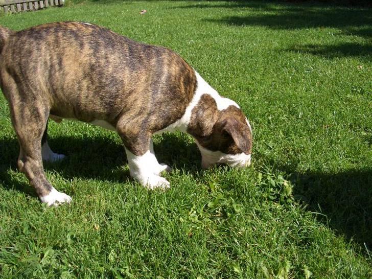 Bullterrier Ecko c",) - 28/8-07 billede 19