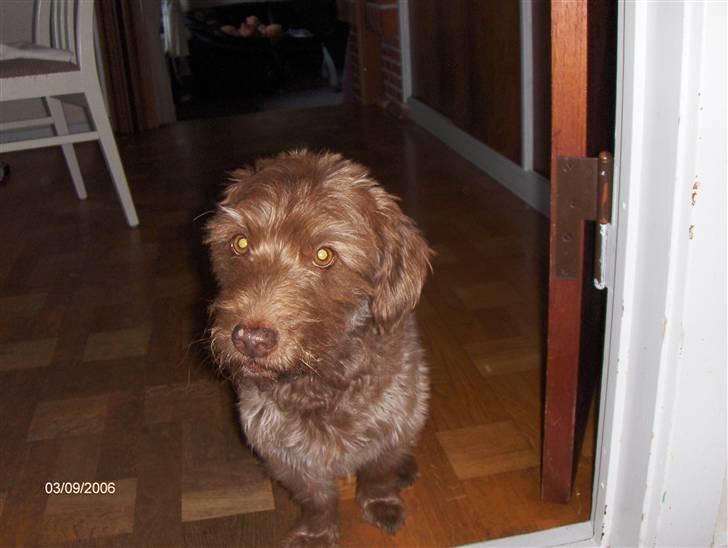 Blanding af racer Buster - Hehe Buster venter du på mad ? billede 2