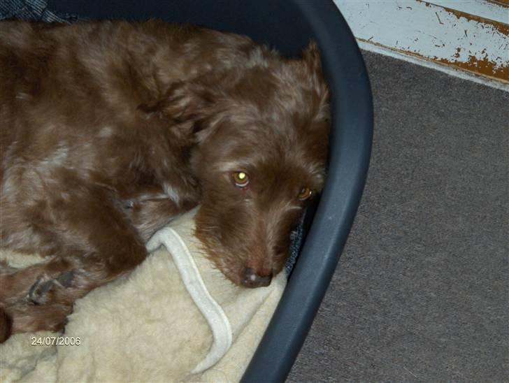 Blanding af racer Buster - Buster er træt :)  billede 3