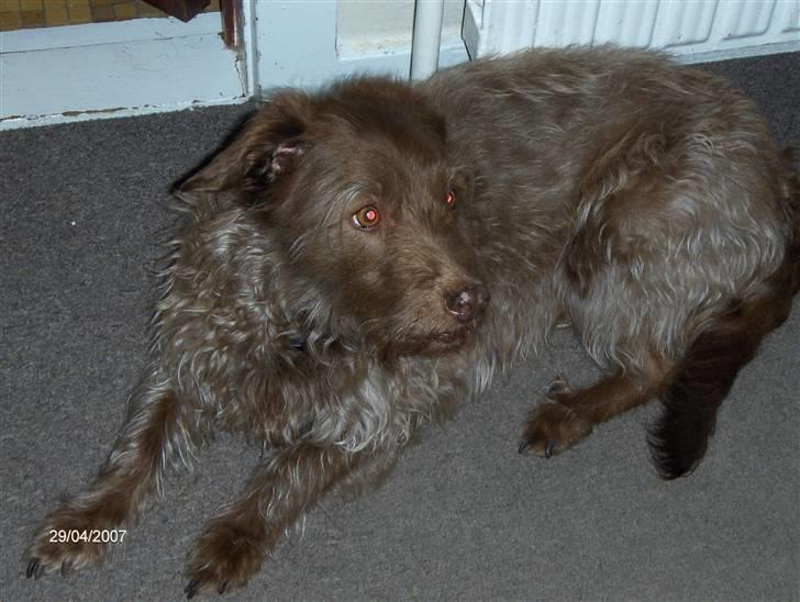 Blanding af racer Buster - Haha Buster du så skør :b  billede 4