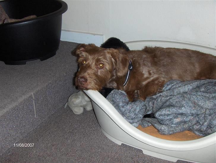 Blanding af racer Buster - Buster Sover du ?  billede 5