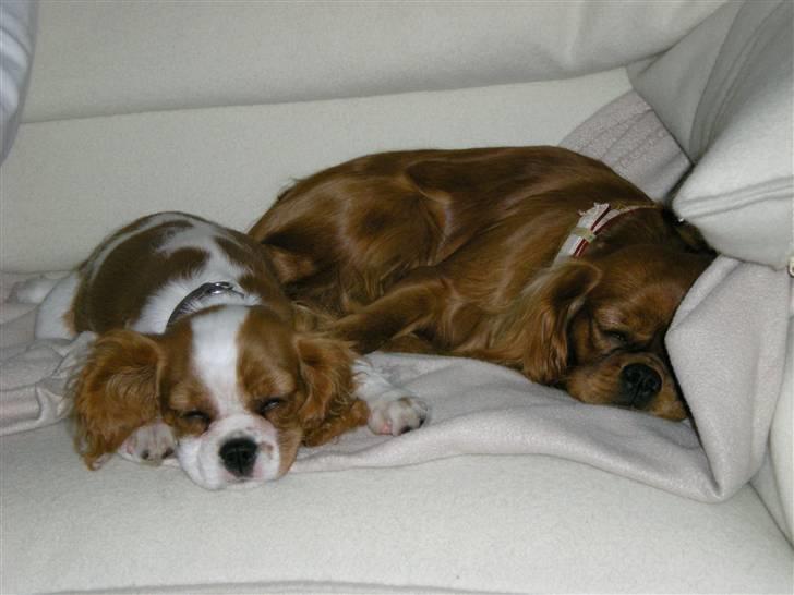 Cavalier king charles spaniel Maggie billede 8