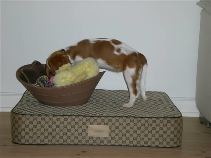 Cavalier king charles spaniel Maggie - Hvilket stykke legetøj, skal jeg mon vælge..? billede 9