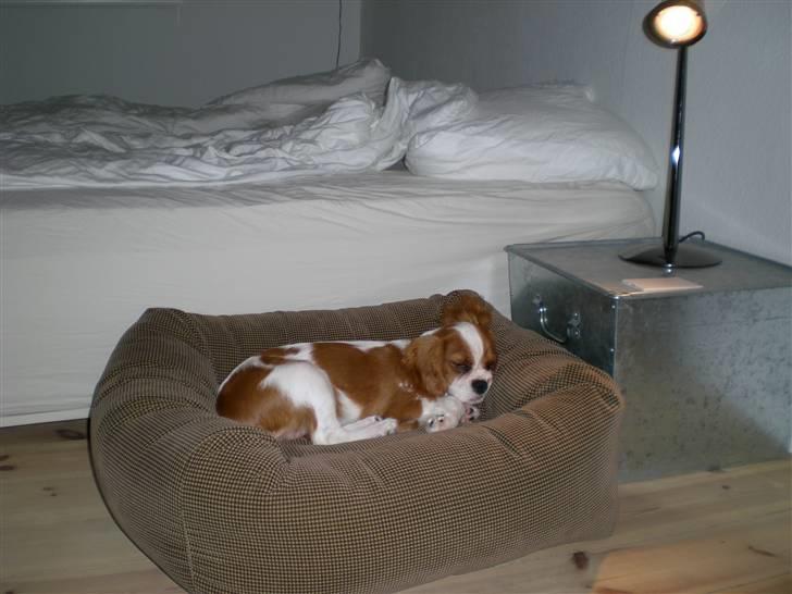 Cavalier king charles spaniel Maggie billede 10