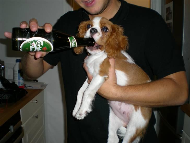 Cavalier king charles spaniel Maggie - Bare rolig, flasken er tom..! billede 11