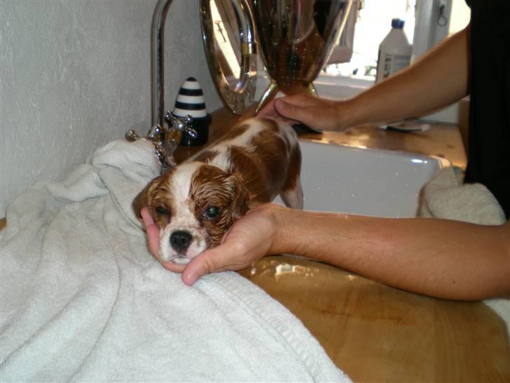 Cavalier king charles spaniel Maggie - Åååå nej i bad igen billede 12