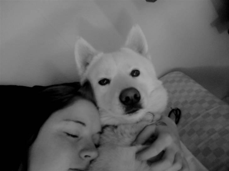 Blanding af racer Cato - Han er en SKØN bamse at putte med billede 13