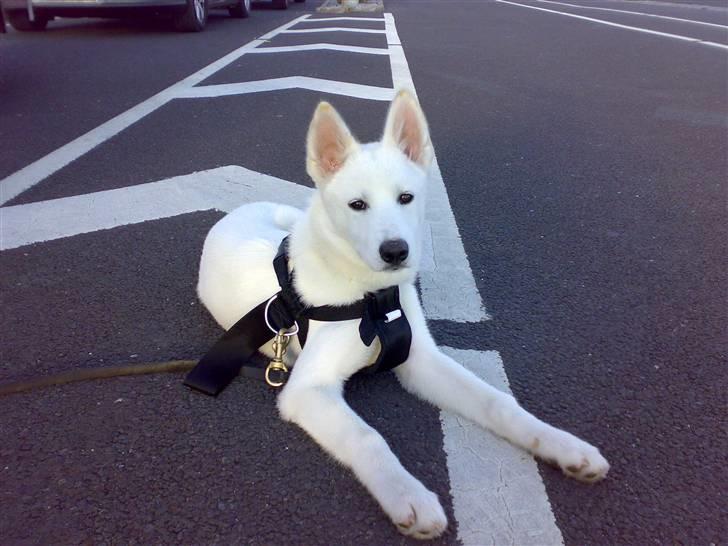 Blanding af racer Cato billede 14