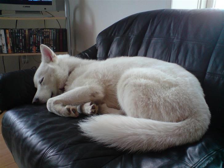 Blanding af racer Cato - Hvor er det dejligt at sove i sofaen zZz billede 15