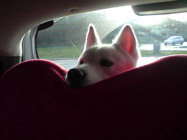 Blanding af racer Cato - Så jeg lige med mor ude og køre  billede 16