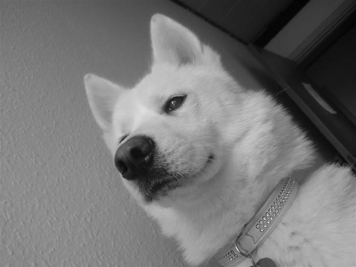 Blanding af racer Cato - Er jeg ikke bare smuk , et år gammel nu billede 17