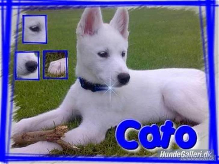 Blanding af racer Cato billede 18