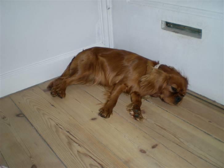 Cavalier king charles spaniel Lotus billede 16