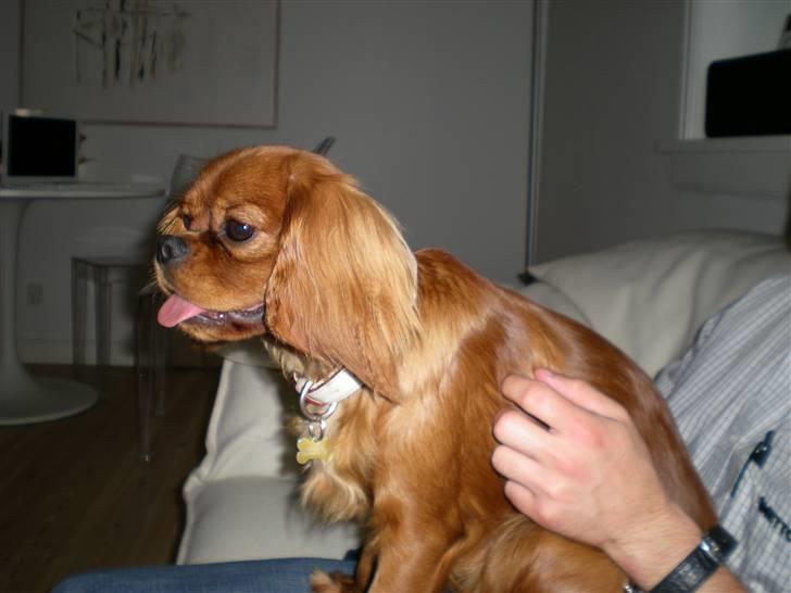 Cavalier king charles spaniel Lotus billede 17