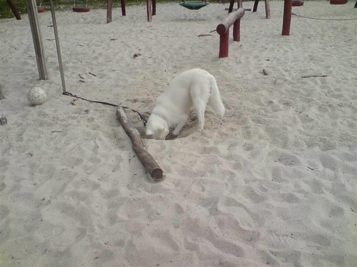 Blanding af racer Cato - Tittebøø , er der nogle dernede  billede 19