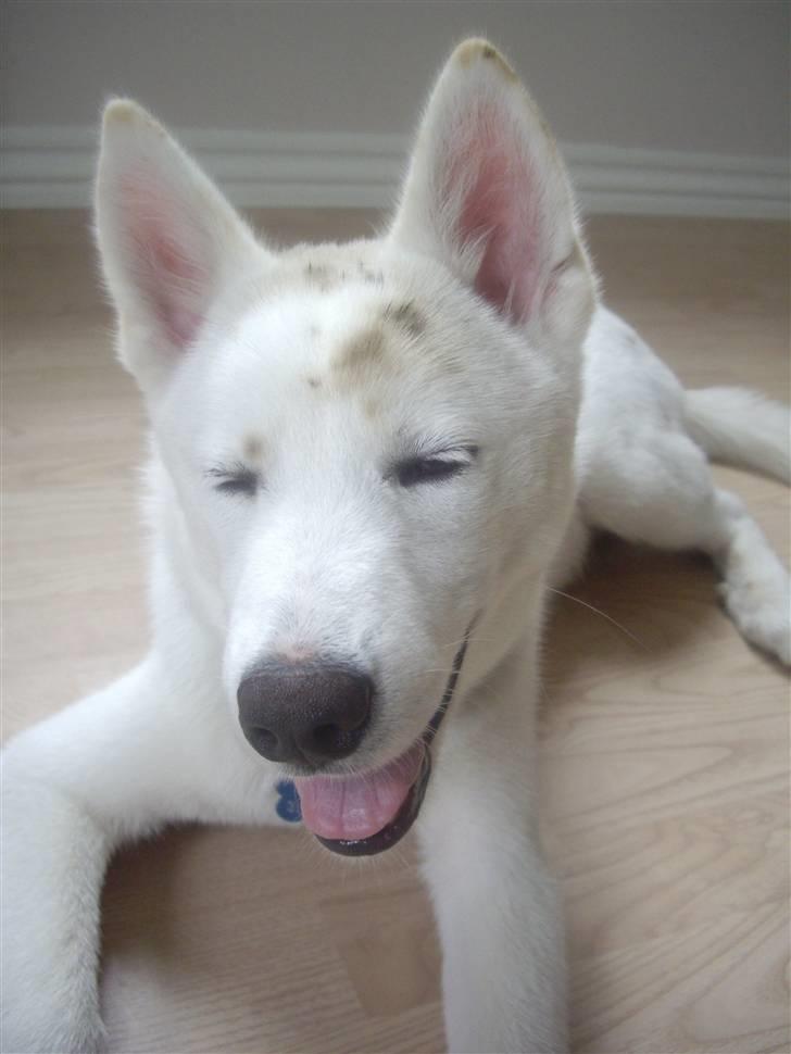 Blanding af racer Cato - Yiiir stik mig en øl mere . ;P billede 20