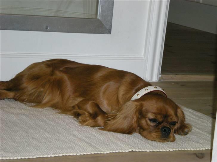 Cavalier king charles spaniel Lotus billede 18