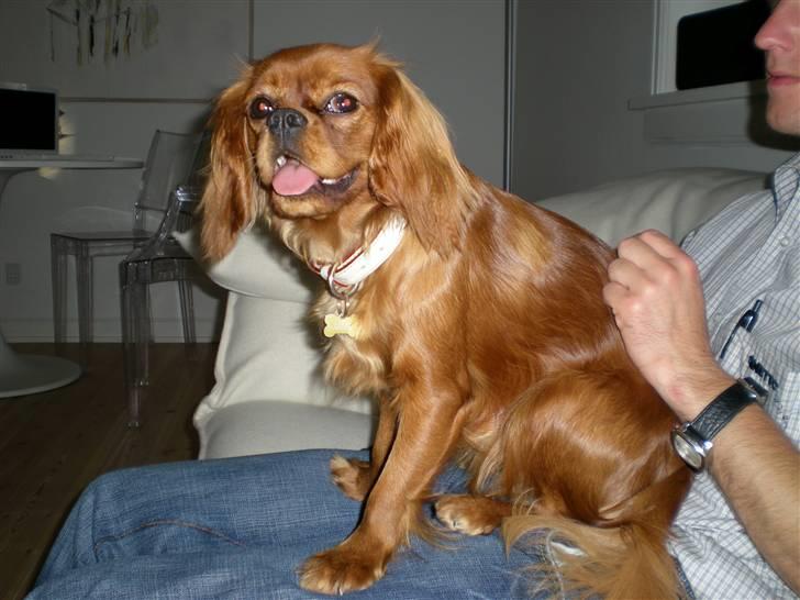 Cavalier king charles spaniel Lotus billede 19