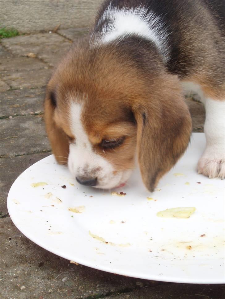 Beagle Anton billede 2