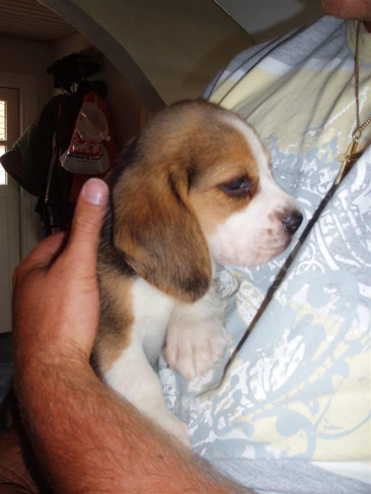 Beagle Anton billede 6