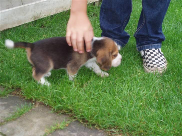 Beagle Anton billede 7