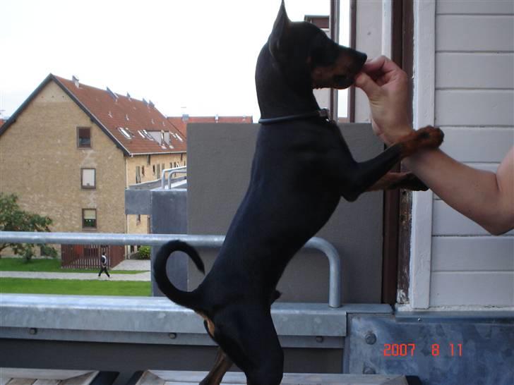 Dvaergpinscher spike billede 20