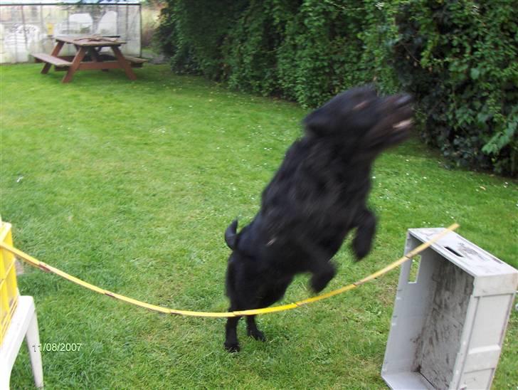 Blanding af racer Sandi - Sandi springer <3 billede 6