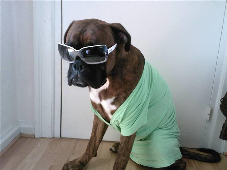 Boxer Eigil - Jeg er og blir bare pisse sej.. billede 15