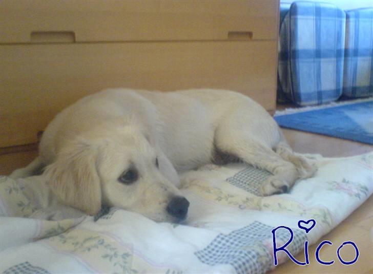 Golden retriever Rico  billede 1