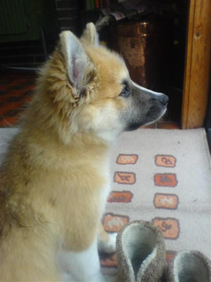 Islandsk fårehund mickey billede 17