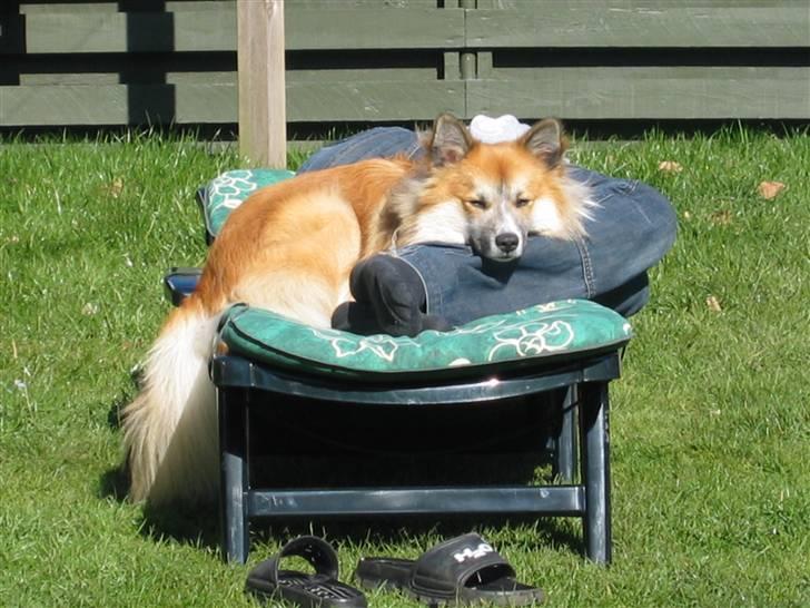 Islandsk fårehund mickey billede 18