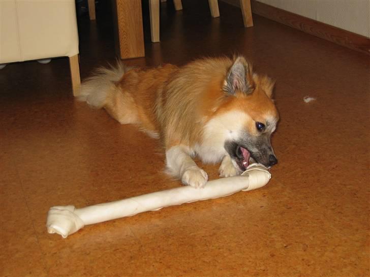 Islandsk fårehund mickey billede 19